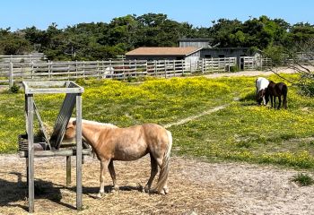 Ocracoke Civic & Business Association, Community Meeting About the Ocracoke Ponies
